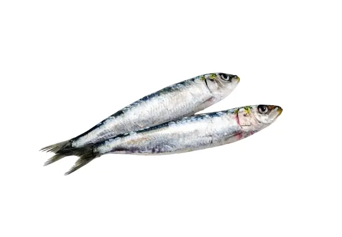 SARDINE