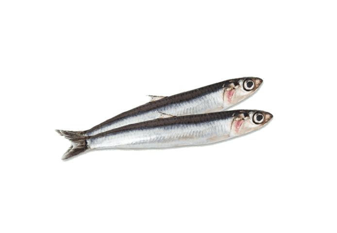 ANCHOIS